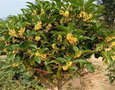 桂花陽台風水|桂花盆栽放陽台有什麼風水禁忌嗎,桂花樹能養在家裡嗎